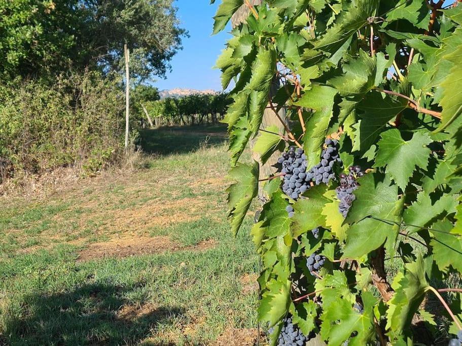 Montepulciano - La Casetta Del Pian Delle Noci Acquaviva  Buitenkant foto